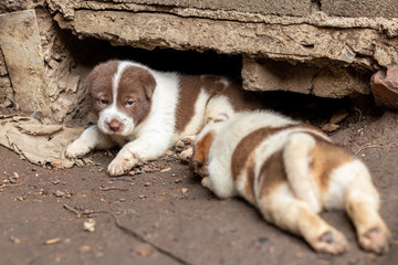 Both Thai puppies near the burrows on the ground.