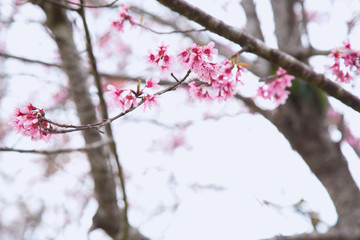 Beautiful cherry blossom or sakura in spring time over  sky