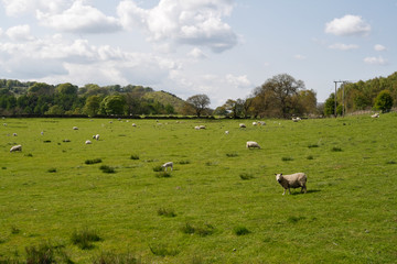 Sheep grazing field, Derbyshire Peak district England UK