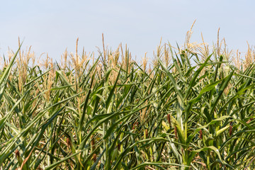 Corn cropping at the pending stage and ear formation in Brazil