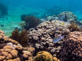 Naklejka na ściany i meble Coral Reef in Belize