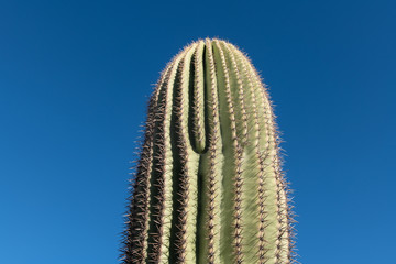 Closeup of a saguaro cactus in Arizona desert, United States of America.