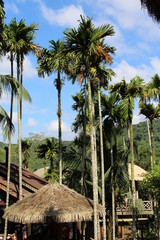 betel palm trees near the house of the local ethnic group Hainan Islands natives