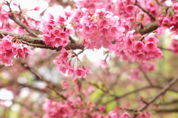 Vintage sakura or cherry blossom