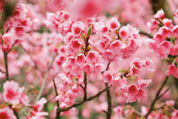 Vintage sakura or cherry blossom