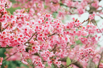 Vintage sakura or cherry blossom