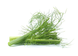 Fresh, organic fennel on a white background