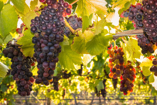 bunches of backlit pinot noir grapes growing in organic vineyard at harvest time