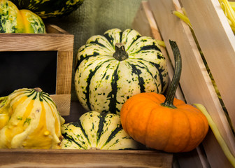 Pumpkins decorations for the fall holidays. Halloween, Thanksgiving