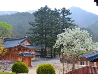 Buddhist temple in the national Park of Korea in the spring on a rainy day
