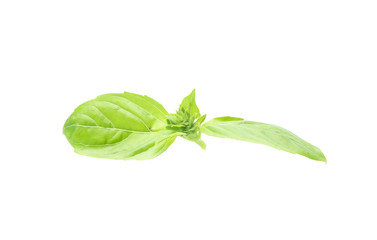 Close up green basil herb leaves isolated on white background.