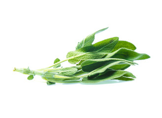 Fototapeta premium Sage leaves isolated on white background