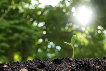 agriculture plant seeding growing step concept in garden