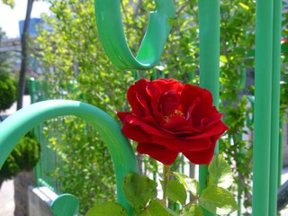 red rose in vase on background