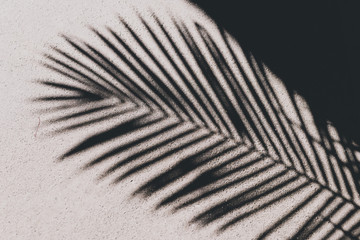 Fototapeta na wymiar shadow of tropical palm leaf on concrete path