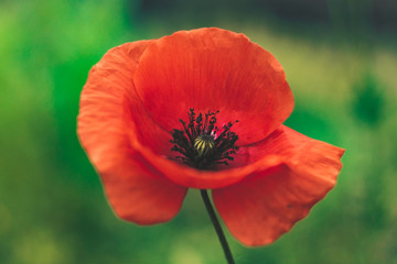 Red poppy with green background