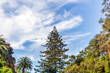 Fototapeta na wymiar Wellington Botanic Garden, New Zealand.