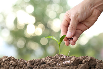 hand of a farmer giving fertilizer to young green plants / nurturing baby plant with chemical fertilizer on green bokeh background