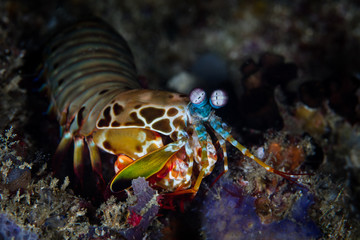 A Peacock mantis shrimp, Odontodactylus scyllarus, searches for crabs or bivalves to feed upon on a healthy coral reef in Indonesia. These colorful crustaceans have some of the best eyesight on Earth.