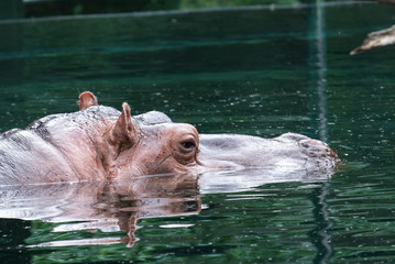 Hippo