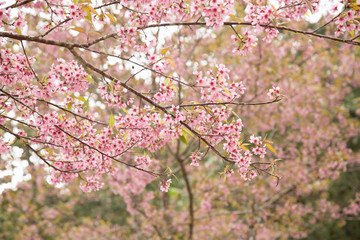 Beautiful cherry blossom or sakura in spring time over  sky