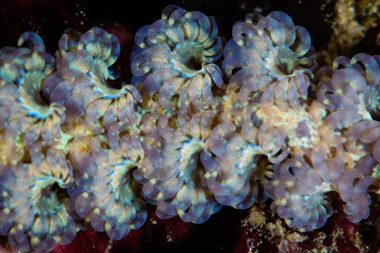 Detail of the cerata on a Blue Dragon nudibranch, Pteraeolidia ianthina, living on a coral reef in Indonesia. The cerata are tubes where symbiotic zooxanthellae and stinging cells are stored. 