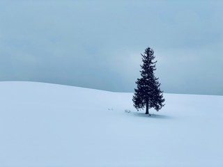 美瑛クリスマスツリーの木の雪景色