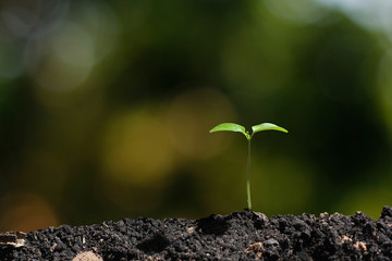 young tree plant in nature background