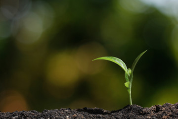 young tree plant in nature background