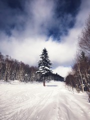 札幌国際スキー場のゲレンデ