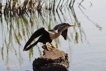 Bird of Prey Telling Me to Go Away