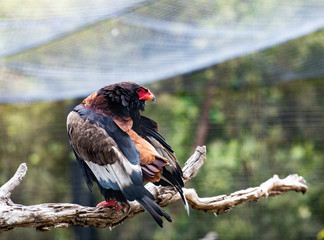 Eagle