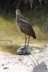 Limpkin watching me very closely