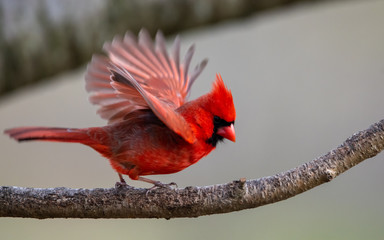 Male Northern Cardinal Taking Off