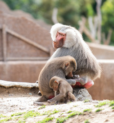 Baboons