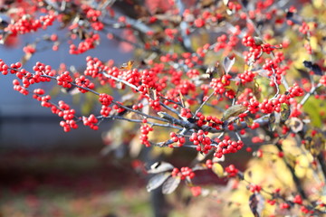 빨간 열매가 보이는 가을
