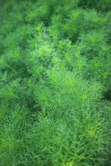 green tree in backyard harden