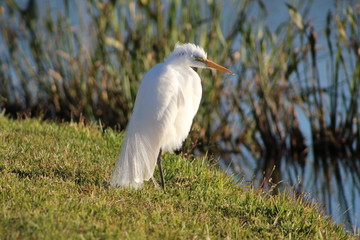 The Snowy Egret waiting patiently for a meal