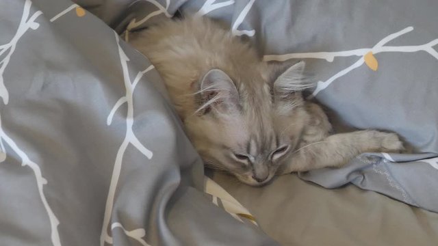 A close-up view of a ragamuffin kitten sleeping on a pillow.