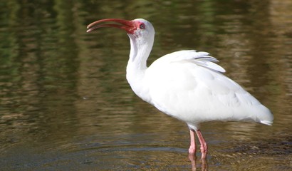 White Ibis smiling at me