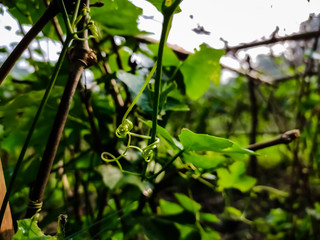 This is the small curled branch of Coccinia grandis tree macro shot in the morning. the ivy goued also known as scarlet grourd, tindora and kowai fruit is a topical vine.