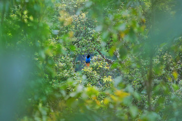 Blue bird of paradise in bright green tree wide angle new guinea rainforest tropical Attenborough...