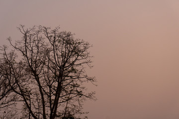 Silhouette tree with twilight sky