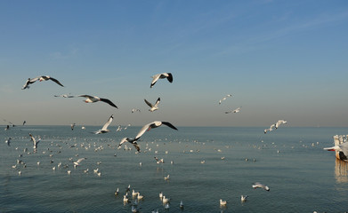 Group of Seagulls flying and floating on the sea surface , Seagull with blue sky in background at Bang Poo Recreational Retreat, Migratory birds in winter, Thailand