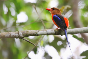 Brown-breasted Paradise Kingfisher sitting on branch calling and singing tropical rainforest papua new guinea paradise birds