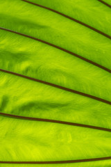 Macro close up details of tropical nature green leaf plant texture , ecology natural background concept