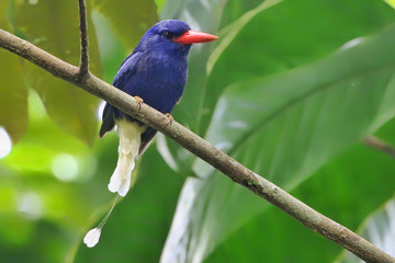 Numfor Paradise Kingfisher in New Guinea sitting on branch amazing paradise bird with beautiful colours and red bill