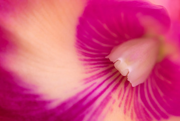 Natural background of cattleya orchids and close-up of beautiful pollen for abstract background.