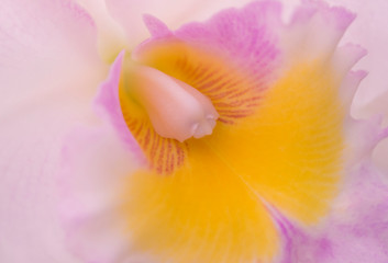 Obraz na płótnie Canvas Natural background of cattleya orchids and close-up of beautiful pollen for abstract background.