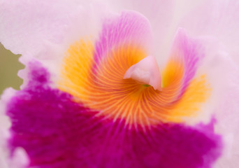 Fototapeta na wymiar Natural background of cattleya orchids and close-up of beautiful pollen for abstract background.